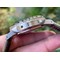 PN1314LE-PAM-1314-Luminor-Marina-Auto-44mm-SS-LE-VSF-P9010 Replica