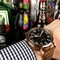 Zenith-Pilot-Gold-Case-Black-Dial-Chrono Replica