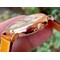 Portofino-37mm-RG-V7F-1-1-Best-Edition-White-Dial-on-Light-Brown-Leather-Strap Replica