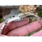 DateJust-41-126330-904L-SS-VSF-1-1-Best-Edition-Blue-Dial-on-Jubilee-Bracelet-VS3235 Replica